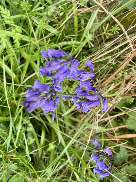 Bluebells Cowslip And Stitchwort In Gutteridge And Ten Acre Woods Perivale Park London