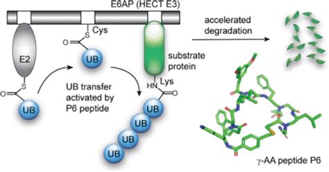 Activation Of E6AP UBE3A Mediated Protein Ubiquitination And