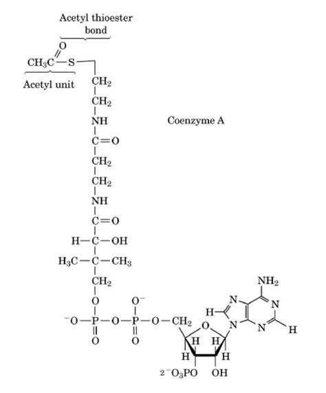 Acetoacetyl Coa Structure