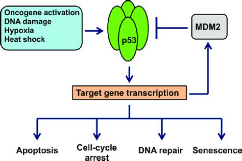 Schematic Representation Of P53 And Mdm2 Interactions And Its Impact On