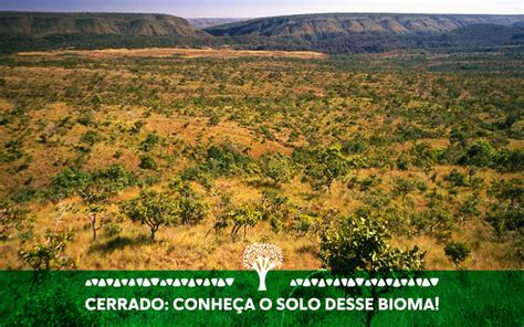 Cerrado conheça o solo desse bioma Save Cerrado