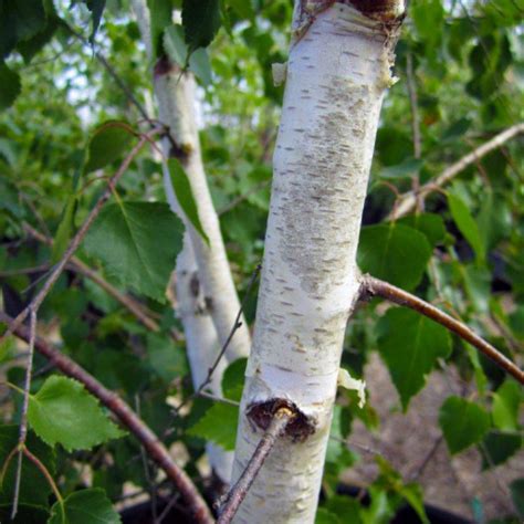 Betula Pendula 5Gallon Ckt Betula Plant European White Birch Betula