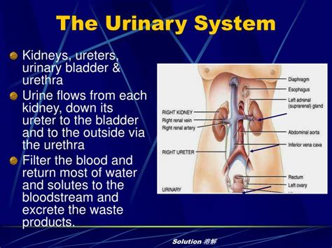 Ppt The Urinary System Dept Of Anatomy Luzhou Medical College