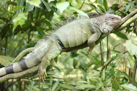 Iguana Reptil Lagarto Foto Gratis En Pixabay Pixabay