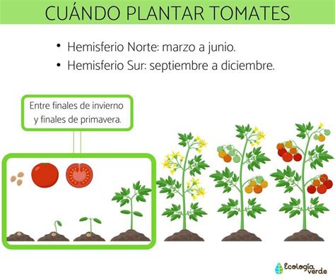 Como Plantar Tomates En El Huerto La Huertina De Toni