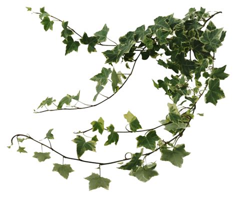 Ivy Png Images Transparent Free Download