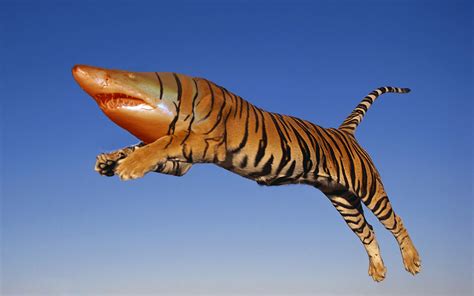 Tiger Shark - Blender Art Gallery