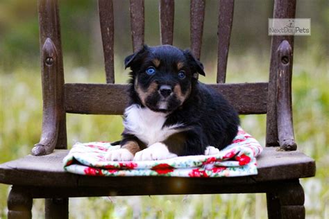 Catherine Miniature Australian Shepherd Puppy For Sale Near Jonesboro