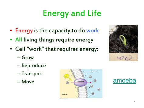 Chapter 9: Energy in a Cell by Edward Terzian, Jr. - 10 Photosynthesis ...