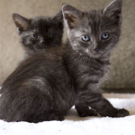 Why Two Kittens Are Better Than One Colorado Feline Foster Rescue