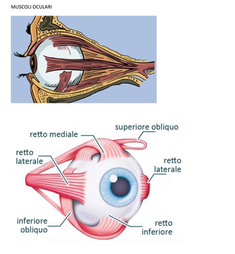 I Muscoli Extraoculari C M O