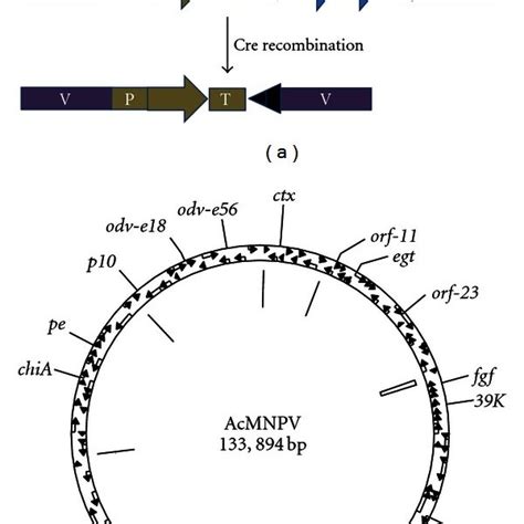 Key Stages In The Infection Cycle Of AcMNPV A Infection Is Initiated