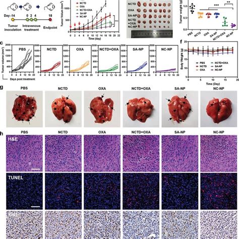 In Vivo Antitumor Activity Of Nc‐np A Schematic Illustration Of The Download Scientific