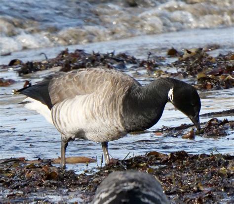 eBird Checklist 22 Sep 2023 Staðarsveit Ytritunga 1 species