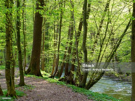 봄에 강을 따라 아름다운 숲을 통과하는 길 0명에 대한 스톡 사진 및 기타 이미지 0명 강 경관 Istock