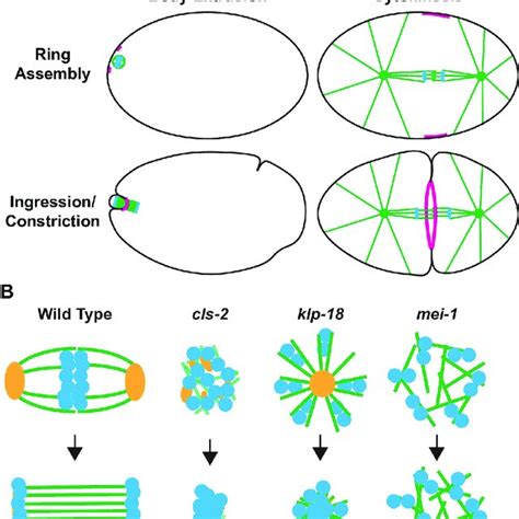 CLS-2 is required for oocyte meiotic spindle assembly and polar body... | Download Scientific ...