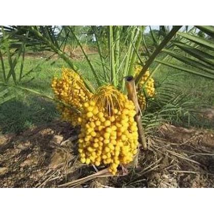 Jual 1 Jantan 1 Betina Bibit Tanaman Buah Kurma Thailand Pling Dicari