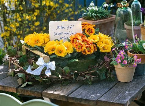 Primula acaulis Frühlingsprimeln in Bild kaufen 12149153