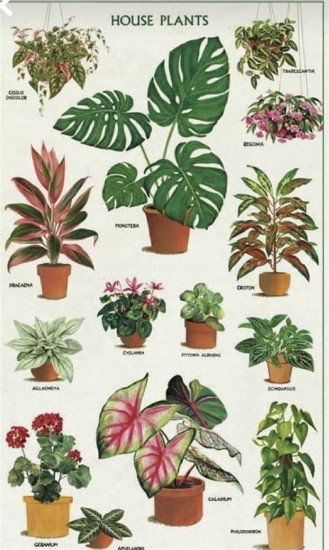 Various House Plants Are Shown In This Poster