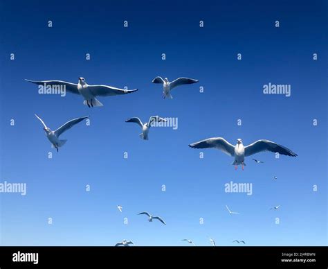 Seagull Birds Flock Of White Seagull Birds Flying In Beautiful Blue