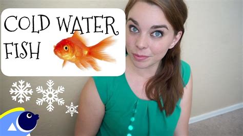 TOP 5 COLD WATER FISH FOR BEGINNERS – HousePetsCare.com