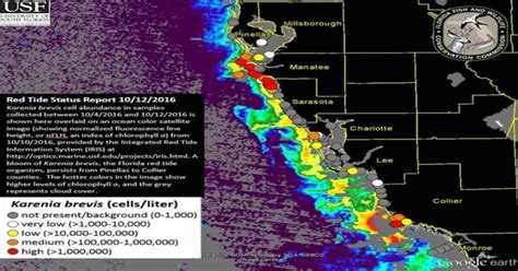 Red Tide Levels Rise In Southwest Florida