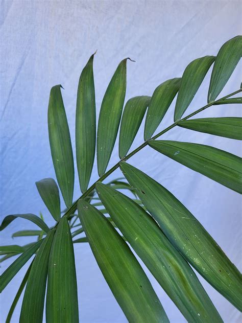 Chamaedorea Elegans Palor Palm Bergpalme Im Cm Topf Palmenimpaket