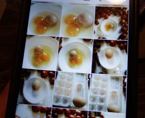 calling  crazy egg  avian aqua miser