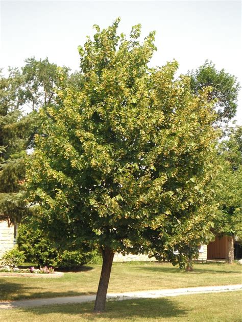 Basswood Linden Trees Of Manitoba · Inaturalist