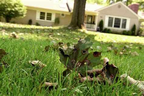 Fungal diseases strip maple trees in Capital Region