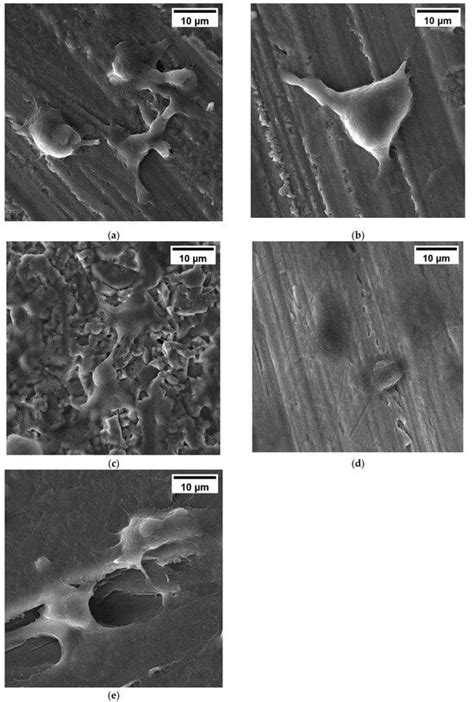 Jfb Free Full Text Silicon Nitride Bioceramics Sintered By