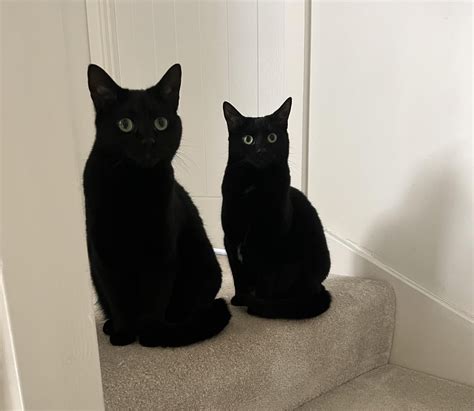 Most popular black cat names : r/blackcats