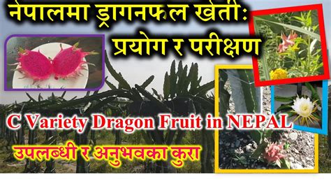 नेपालमा ड्रागनफल खेतीः प्रयोग र परिक्षण उपलब्धी र अनुभवका कुरा C Variety Dragon Fruit In