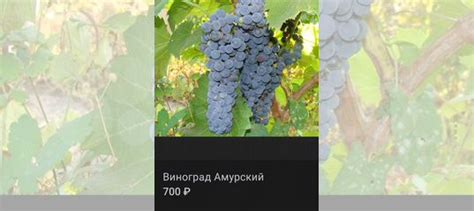 Виноград Амурский саженцы купить в Томске | Товары для дома и дачи | Авито