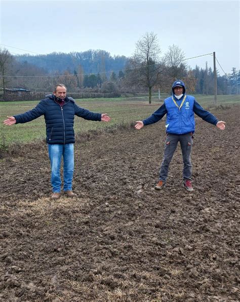 Cinghiali Devastano Ettari Di Campi Seminati