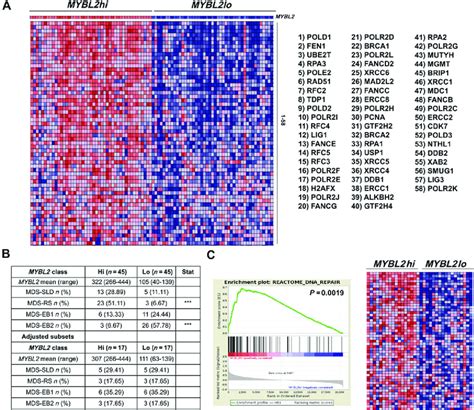 Differential MYBL2 Expression Associates With A DNA Repair Gene