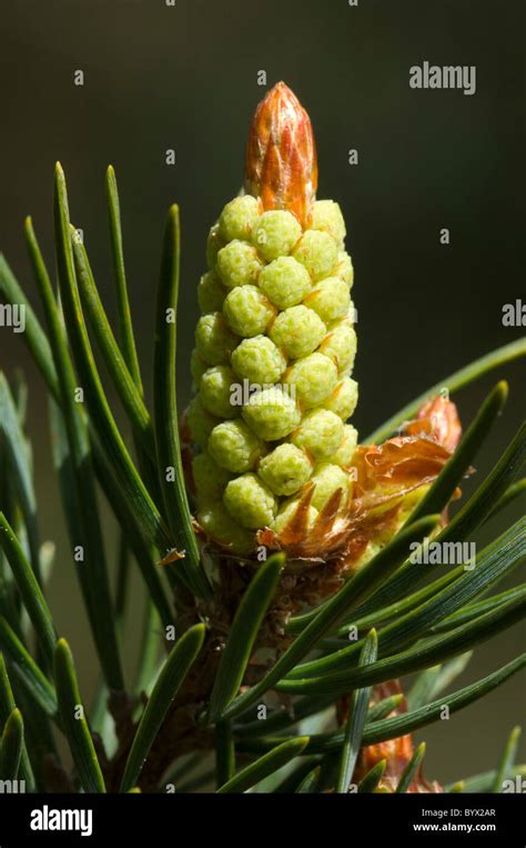 Pinus Sylvestris Scotica Hi Res Stock Photography And Images Alamy