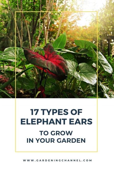 17 Types of Elephant Ears to Grow in Your Garden - Gardening Channel