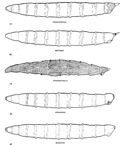 Tabanidae Larvae