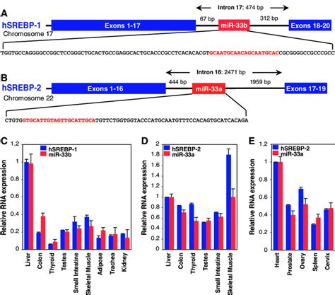 Srebps Are Host Genes To Conserved Intronic Mirnas Mir 33ab Which