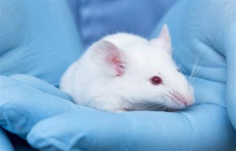 Establishment Protocol For Nude Mouse Models Of Pancreatic Cancer