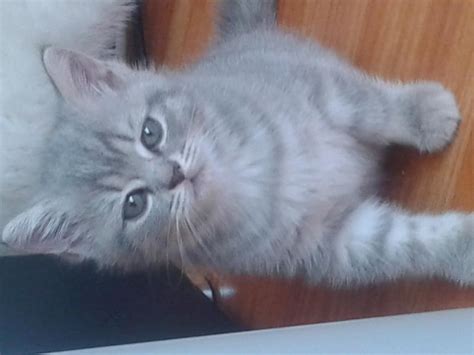 Yavru Kediler British Shorthair Petcim 872628