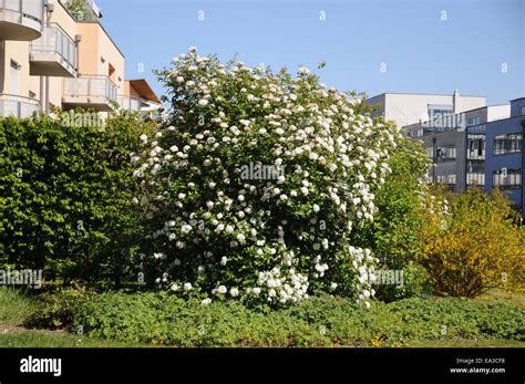 Zierst Fotos Und Bildmaterial In Hoher Aufl Sung Alamy