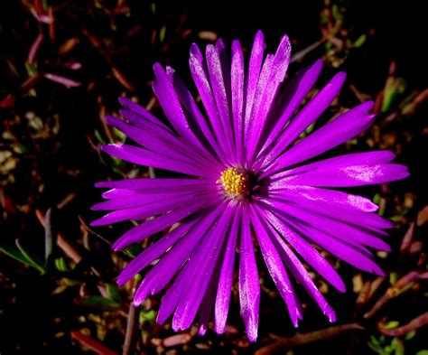 Purple Ice Plant Lampranthus Productus Plants Ice Plant Planting Succulents