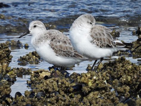 Sanderling Sanderling Sanderlings Calidris Alba What Flickr