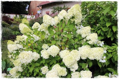 Hortensja Bukietowa Ciekawe Odmiany I Zasady Uprawy Z Ogrodem Na TY