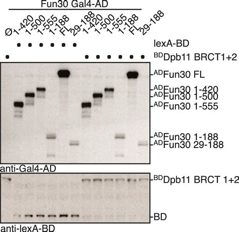 Figures And Data In Targeting Of The Fun Nucleosome Remodeller By The