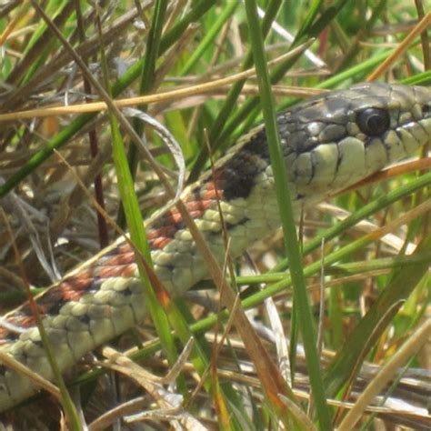 Common Garter Snake Project Noah