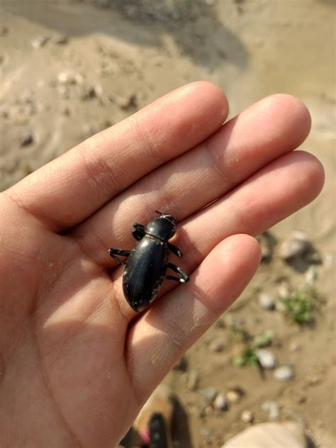 Steneleodes from Unnamed Road Oaxaca México on April 28 2018 at 05