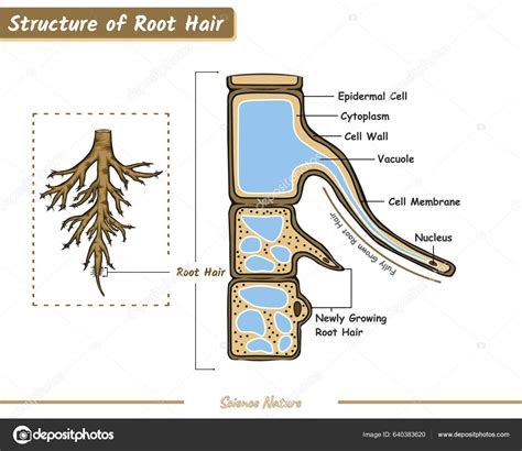 Part Root Hair Root Hair Structure Diagram Structure Root Hair Stock ...